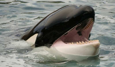 "Банда" китов затопила еще одну лодку в Гибралтарском проливе