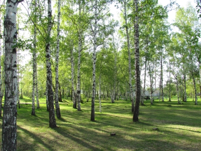 Развитие лесных питомников в Иркутской области: нацпроект «Экология»